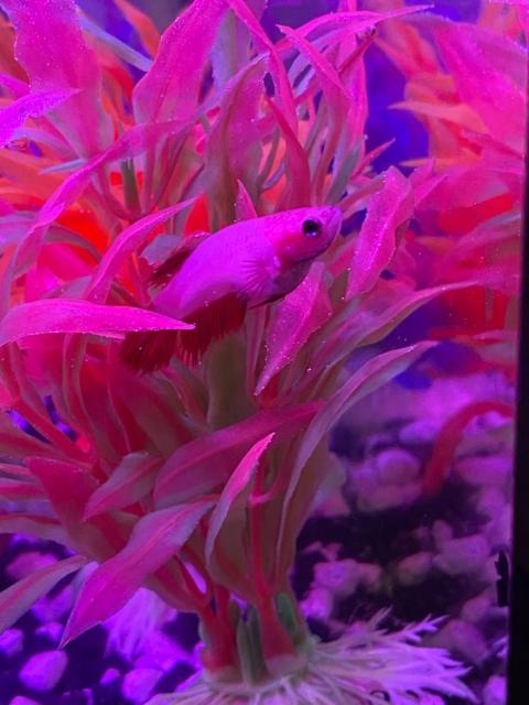 API Stress Coat Aquarium Water Conditioner 16-Ounce Bottle customer photo 1