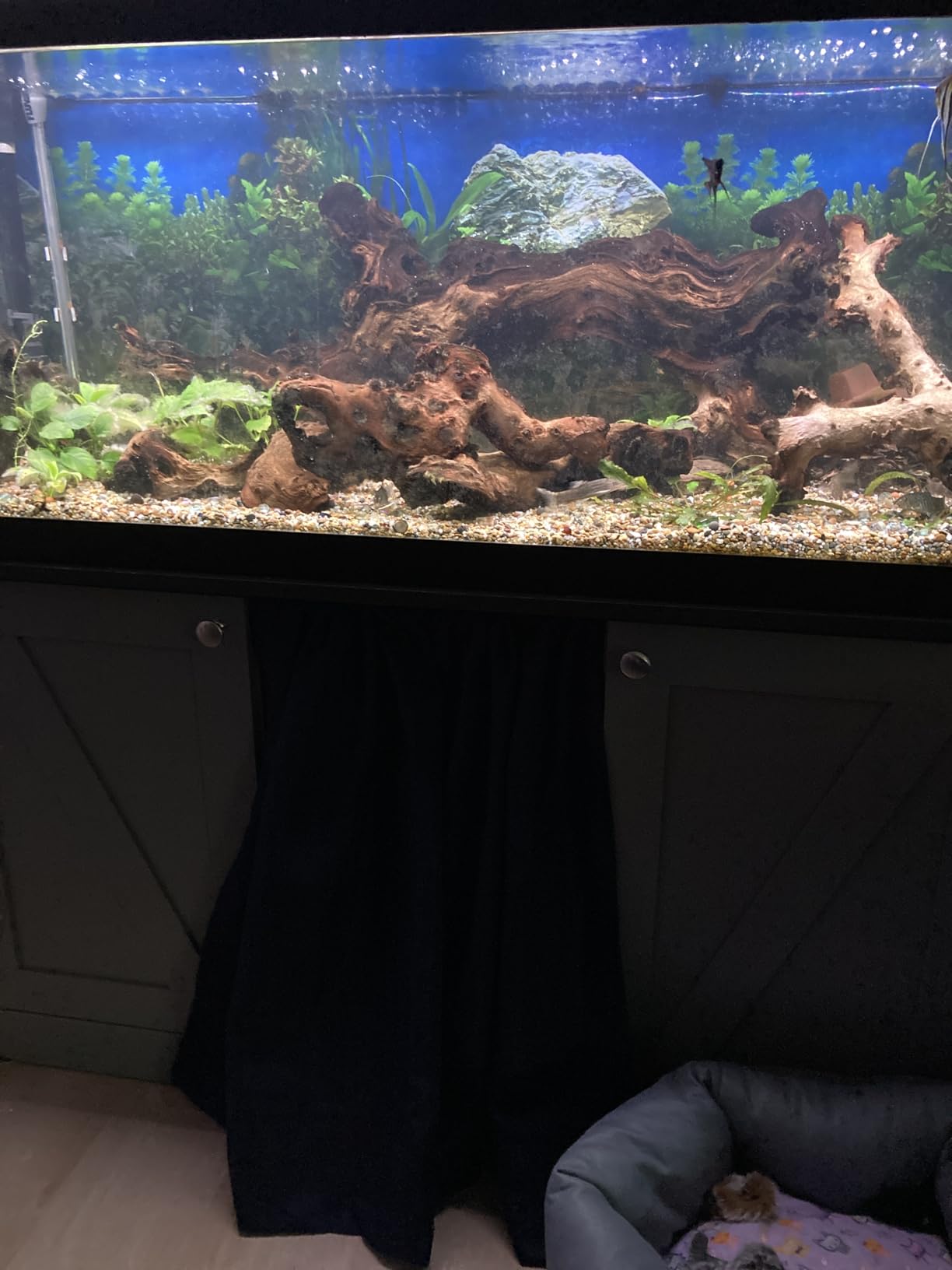 Seachem Flourish Excel 500 ml customer photo 1