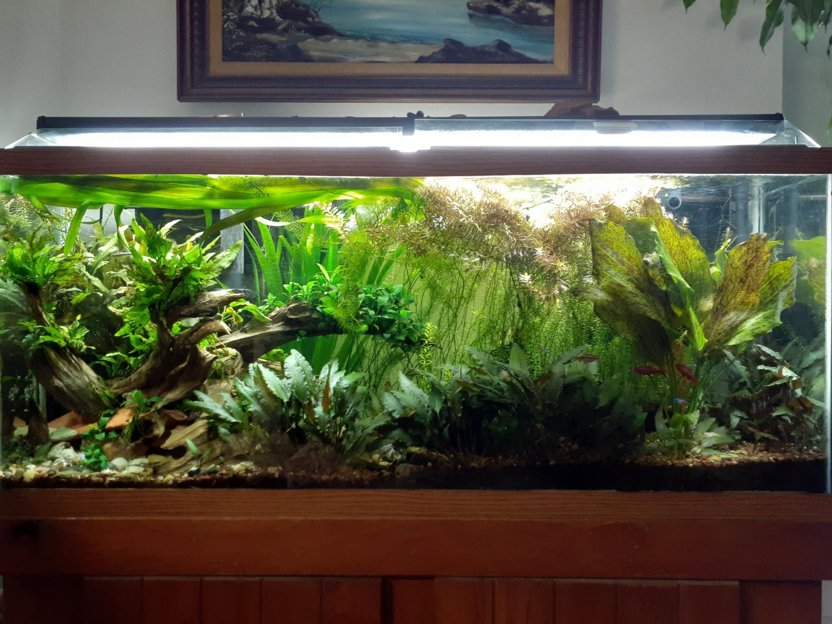 Seachem Flourish Excel 500 ml customer photo 2