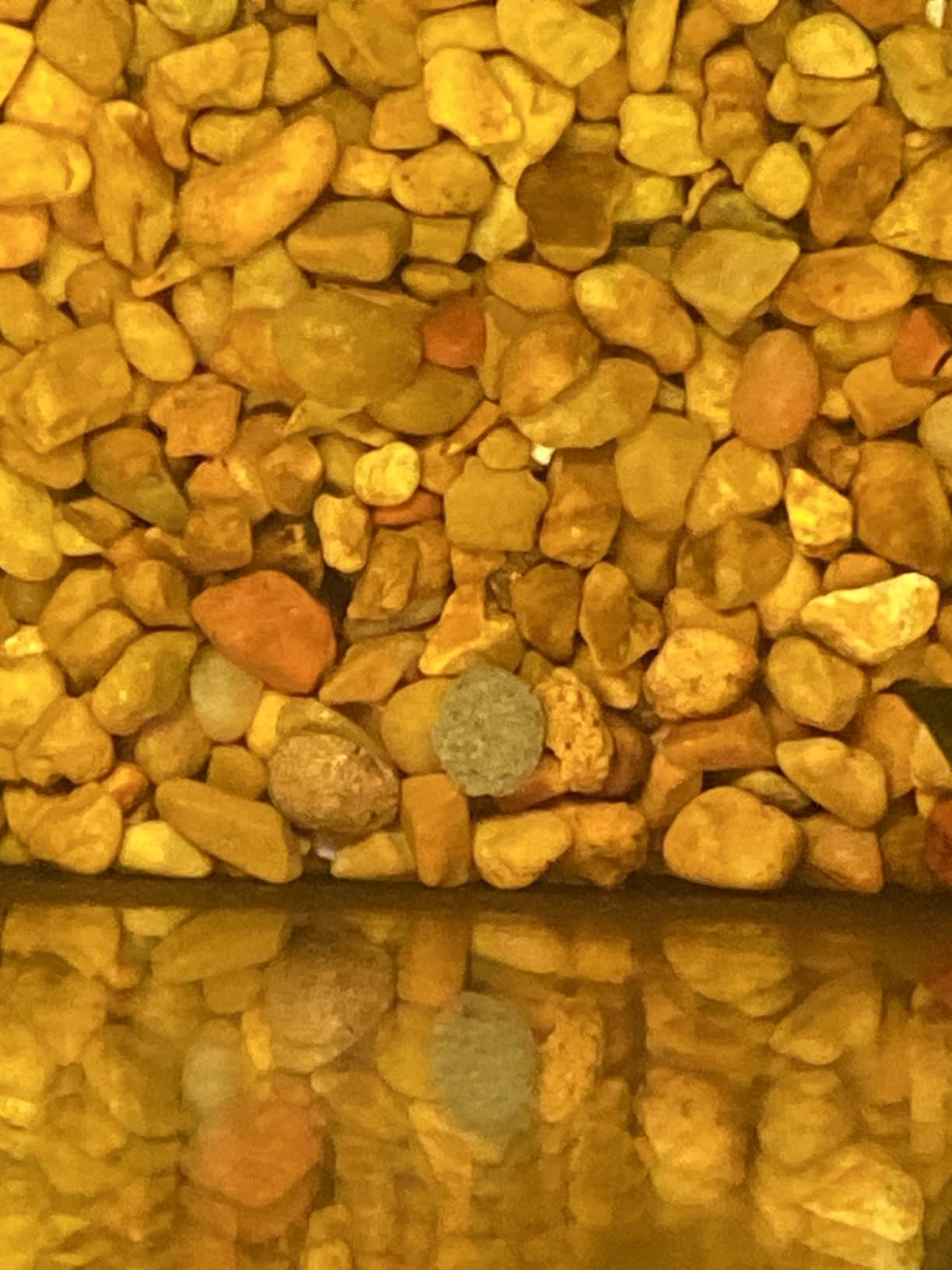 Hikari Tropical Sinking Wafers for Catfish, Loaches and Bottom Feeders 3.88 oz customer photo 1