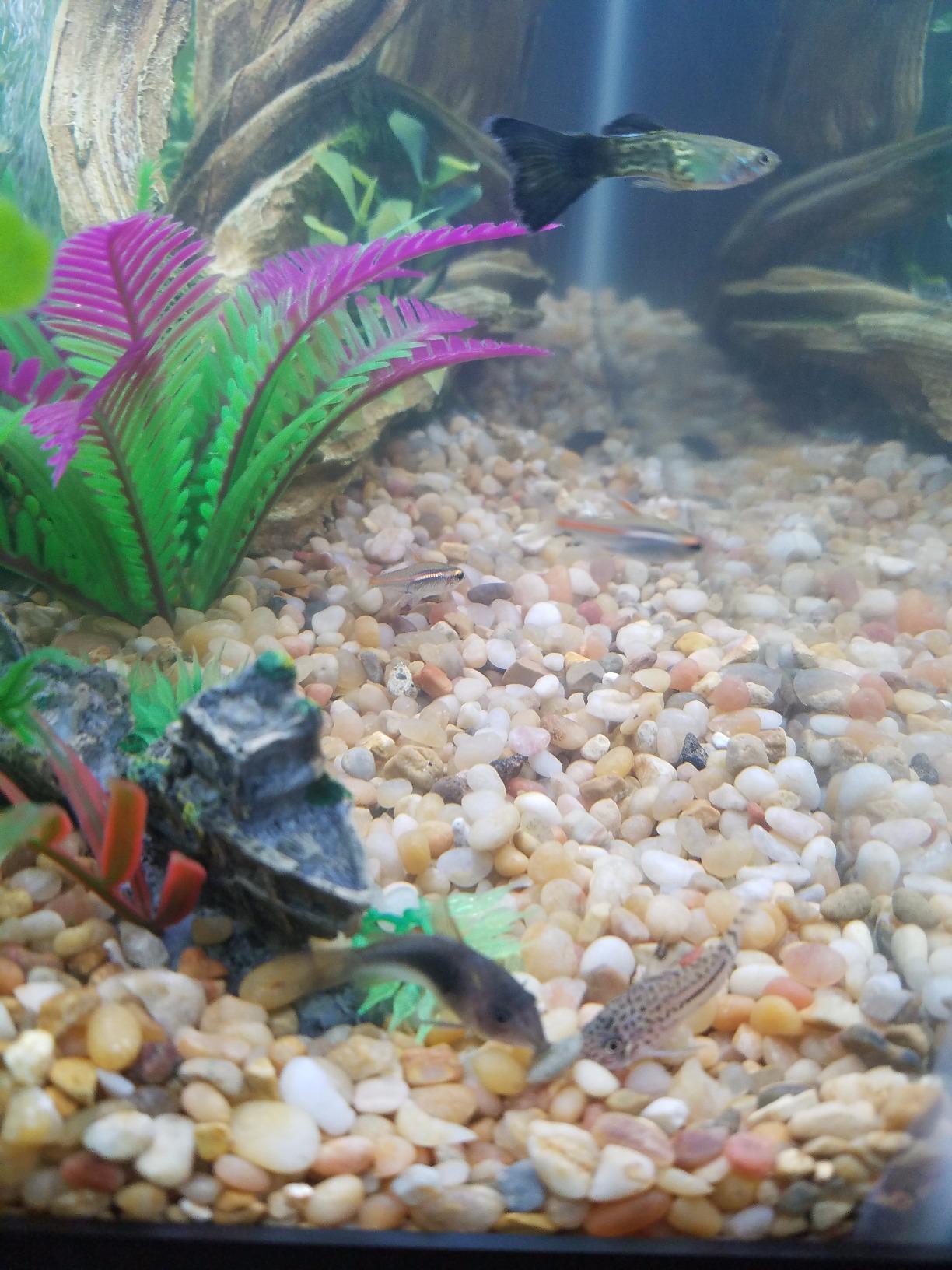 Hikari Tropical Sinking Wafers for Catfish, Loaches and Bottom Feeders 3.88 oz customer photo 2