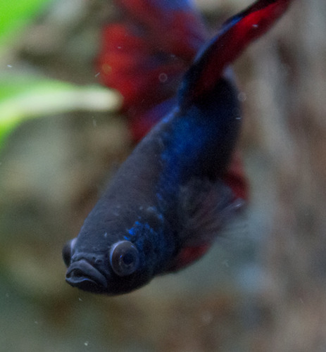 Hikari Tropical Betta Bio-Gold Fish Food, 0.70 oz (20g) customer photo 2