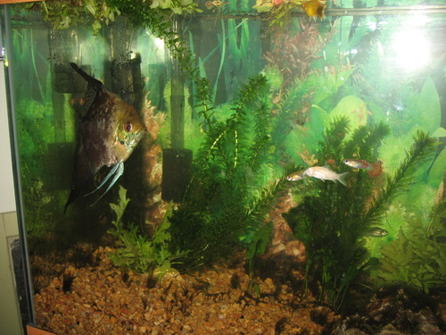 Fluval 50 Power Filter - Aquarium Filter for 20 to 50 Gallon Fish Tanks - Quiet Energy Efficient Pump - Mechanical, Chemical & Biological Filtration (Packaging May Vary) customer photo 2