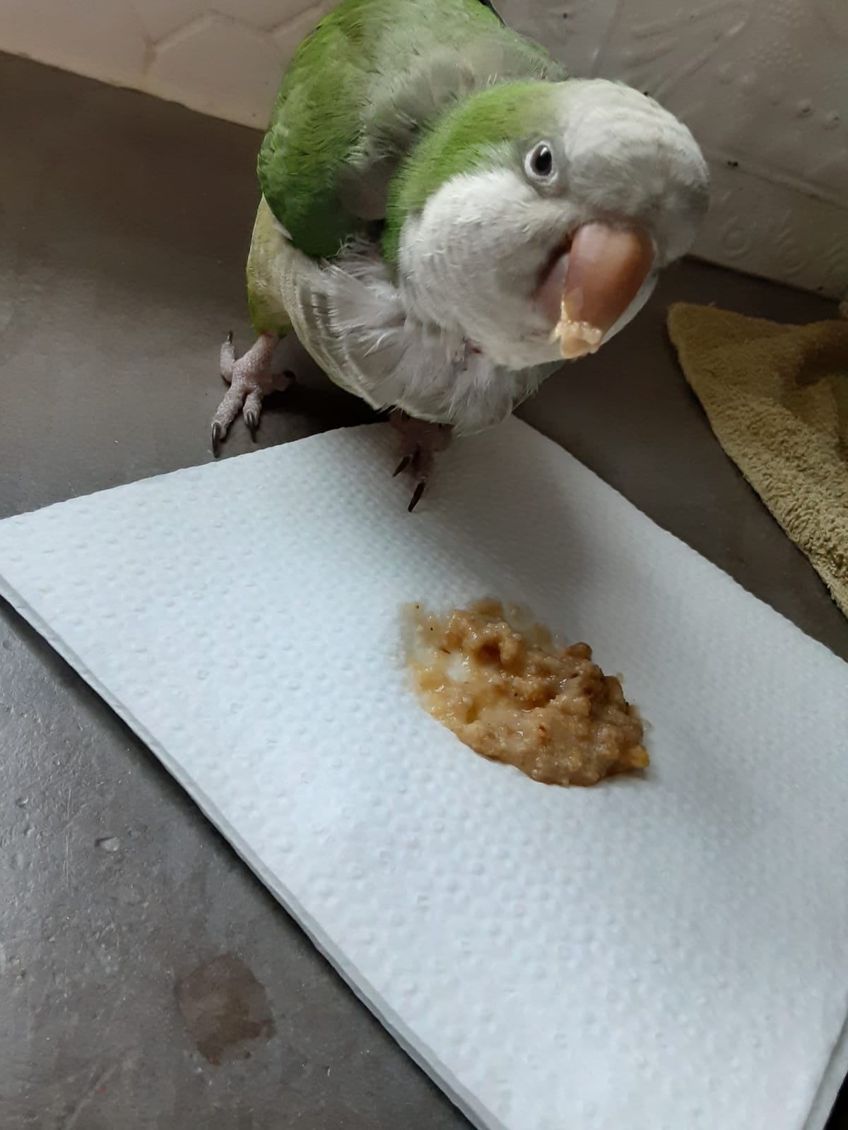 LAFEBER'S Cockatiel Pellets (5 lb, Premium Daily Pellets) | A nutritionally complete cockatiel food formulated by top avian veterinarians and avian nutritionists customer photo 1