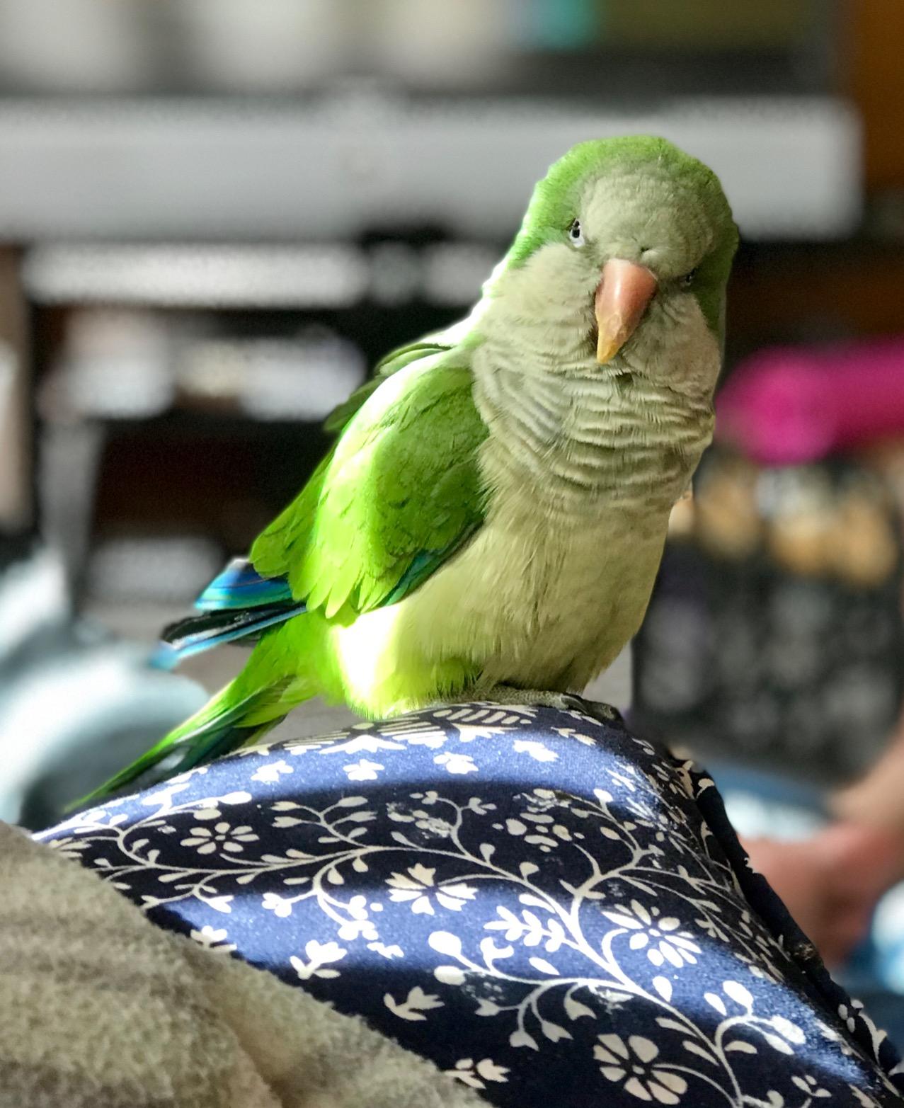 LAFEBER'S Cockatiel Pellets (5 lb, Premium Daily Pellets) | A nutritionally complete cockatiel food formulated by top avian veterinarians and avian nutritionists customer photo 2