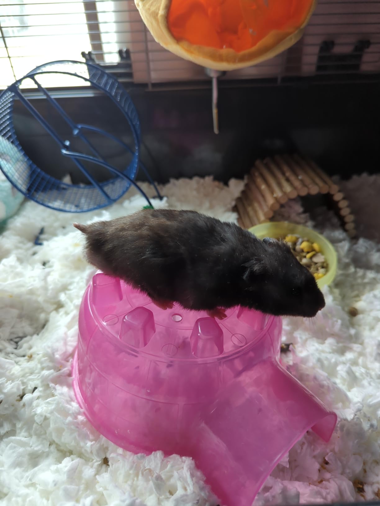 Kaytee Igloo Habitat Hideout for Hamster, Gerbil, Rat, Mini | Translucent Hamster House, Easy-Clean Plastic customer photo 1
