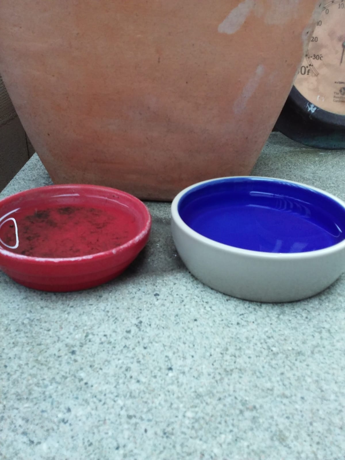 SPOT Ceramic Dish - Whisker-Friendly, Low-Edge Saucer for Cats, Birds, Reptiles, Ideal for Wet or Dry Food, Dishwasher Safe, 5.25-inch Diameter, Capacity: 2 Cups (16 Oz) customer photo 2