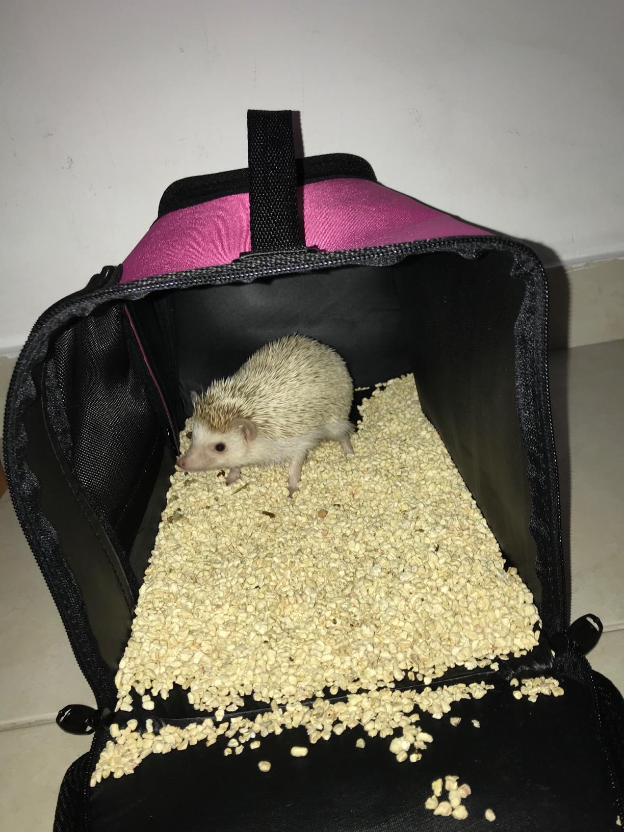 Kaytee Come Along Medium Carrier, Small Pet Carrier for Guinea Pigs | Easy pet travel. Small animal carrier with mesh windows. Vinyl interior, rat carrier, carry handle customer photo 2