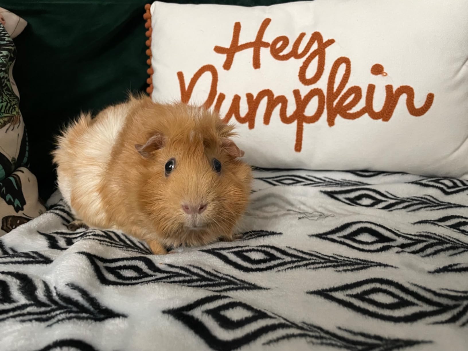 Kaytee Timothy Complete Guinea Pig Food with Timothy Hay, 5 Pounds | Supports digestion. Pelleted food for guinea pigs. guinea pig pellets, vitamin C, probiotics customer photo 1