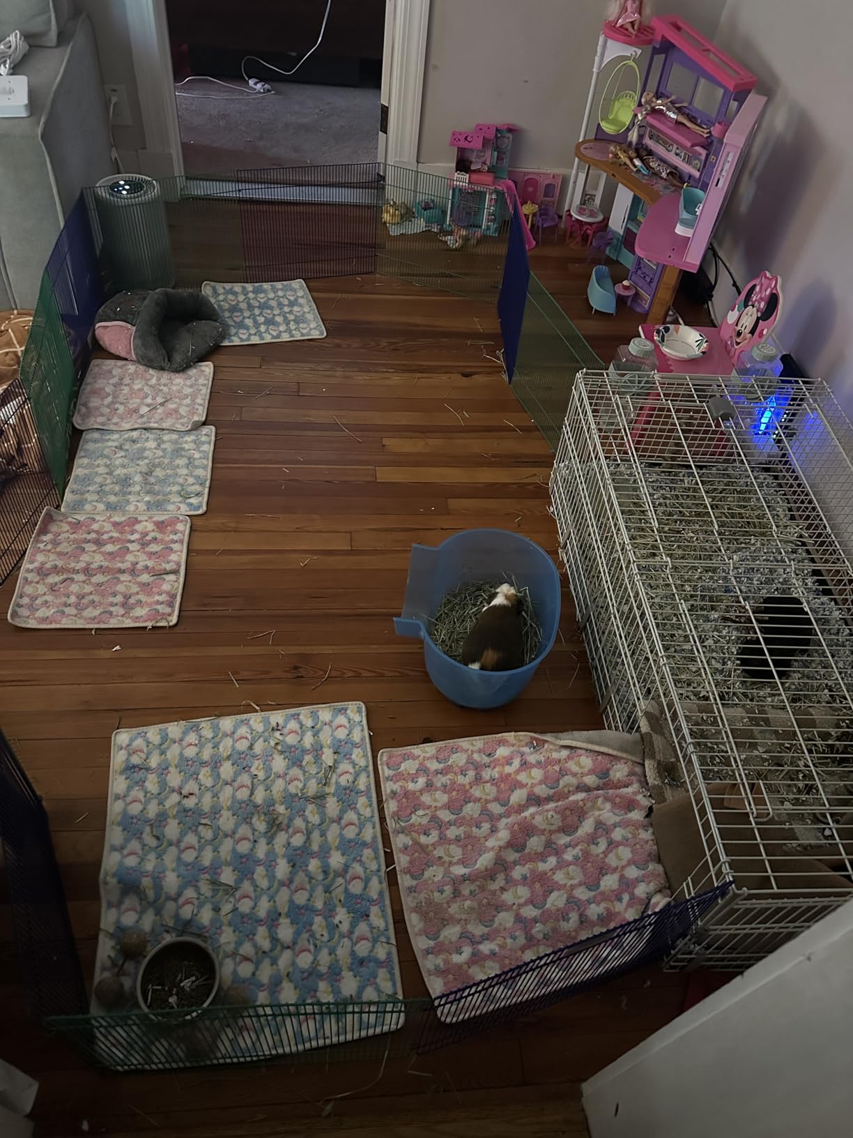 MidWest Homes for Pets Small Animal Pet Playpen/Exercise Pen, Blue and Green,1 Count (Pack of 1), Small Animal Playpen. customer photo 2