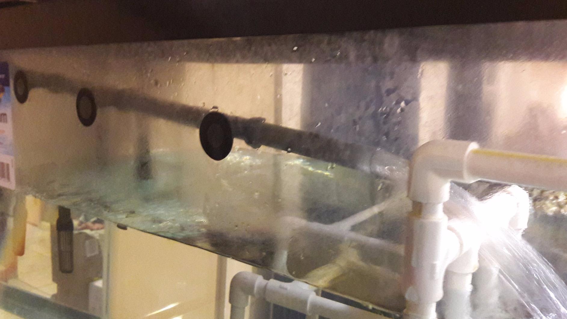 Penn-Plax Cascade 1000 Canister Filter - 265 GPH Aquarium Filter for Tanks Up to 100 Gallons - 360 Degree Flow Valves, Poly Fiber Pads, Bio-Sponge & Activated Carbon -Fresh & Saltwater -11.5x10x17in customer photo 2