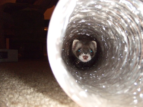 Marshall Pet Products Super Thru-Way - 15-Foot Interactive Tunnel for Ferrets and Small Pets, Durable and Flexible Design, Encourages Play and Exploration customer photo 2