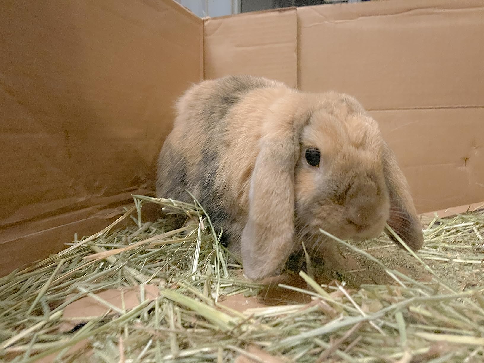 Kaytee Timothy Hay, High Fiber for Rabbits, Guinea Pigs, 48 Ounces customer photo 1