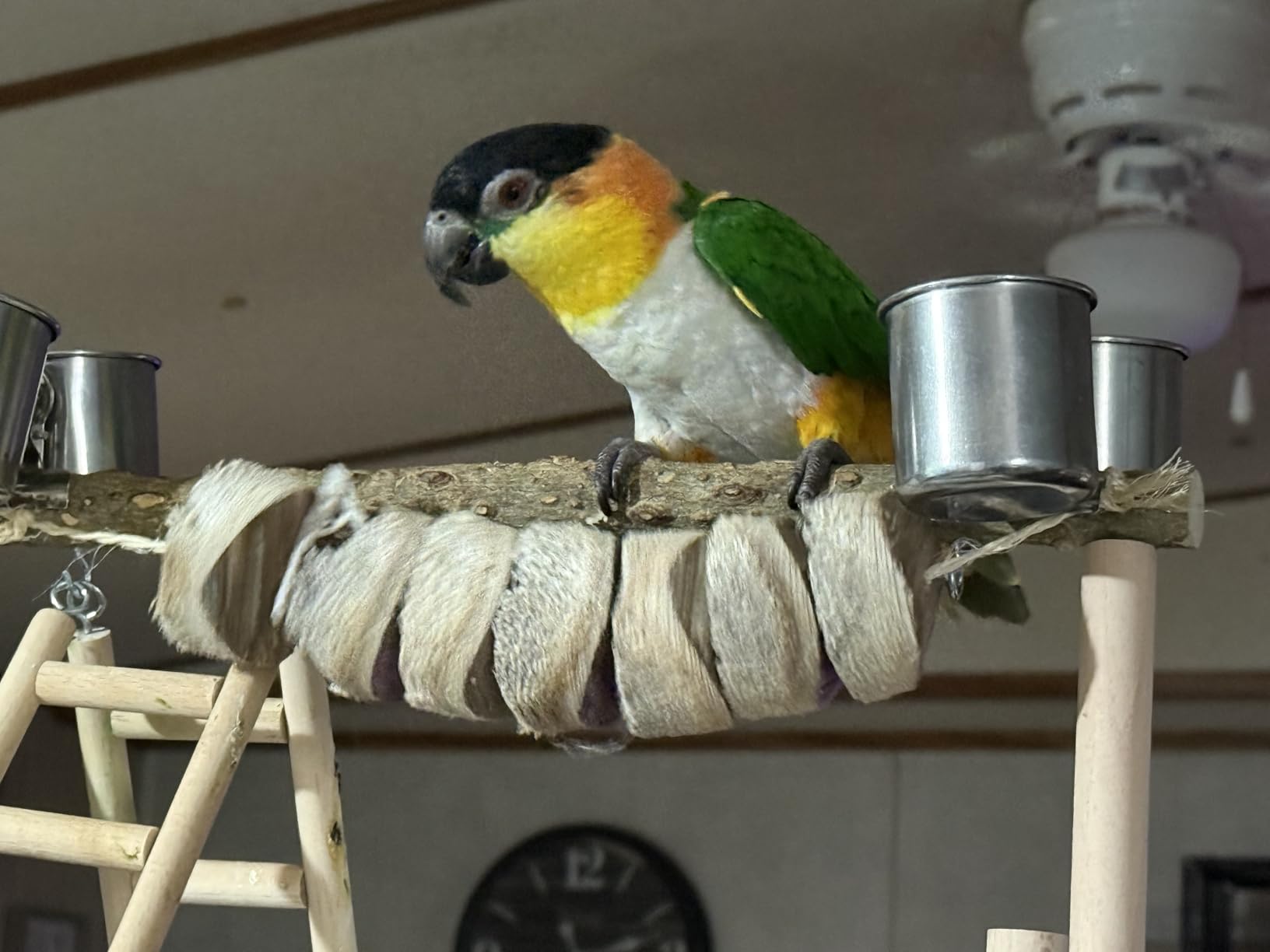 Wesco Pet Original Bird Kabob Shreddable Bird Toy customer photo 2