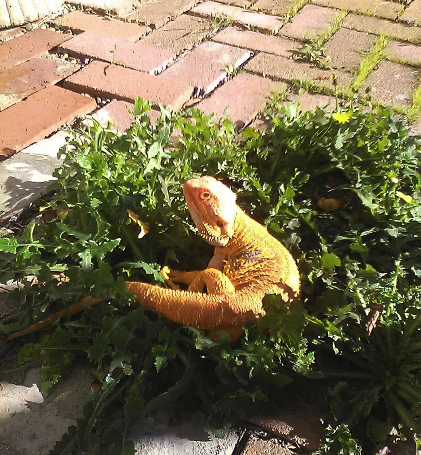 Fluker's Repta Boost, Insectivore and Carnivore High AMP Boost Reptile Supplement, 50gm customer photo 2