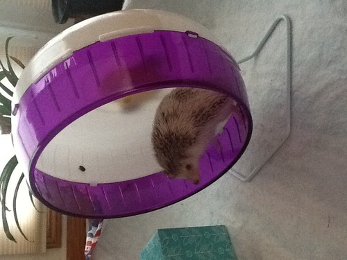 Kaytee Silent Spinner Wheel For Pet Chinchillas, Rats, and Hedgehogs, Giant 12 Inch customer photo 1