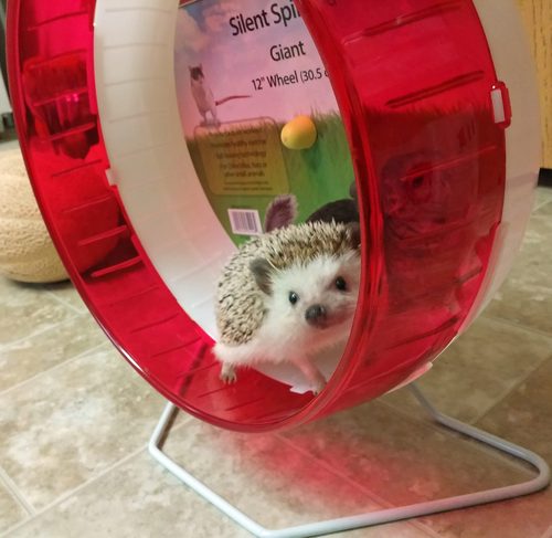 Kaytee Silent Spinner Wheel For Pet Chinchillas, Rats, and Hedgehogs, Giant 12 Inch customer photo 2