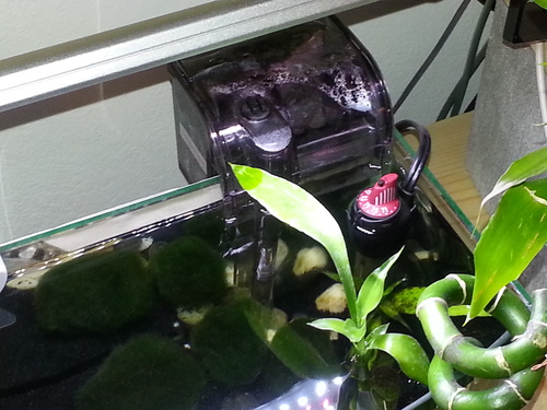 Hydor Theo Shatterproof Aquarium Heater, 25-Watt & Ideal For 2 To 7 Gallon Fish Tanks, 7-Inches Long customer photo 2