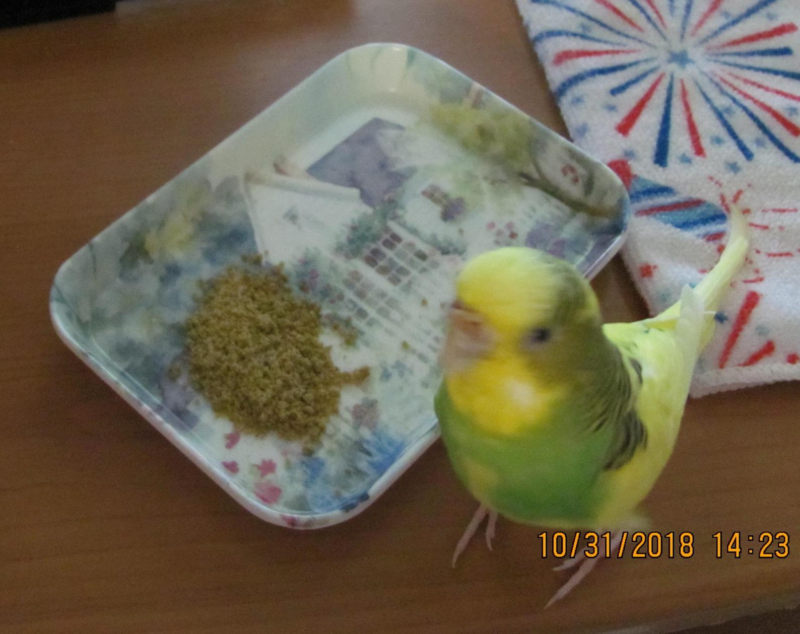 Harrison's Bird Food Power Treats with Red Palm Fruit Oil, 1 lb. 454g customer photo 1