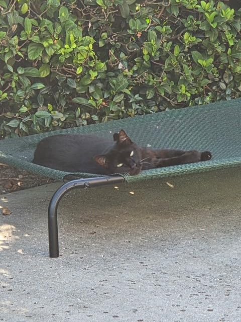 Coolaroo The Original Cooling Elevated Pet Bed, Medium, Brunswick Green customer photo 1
