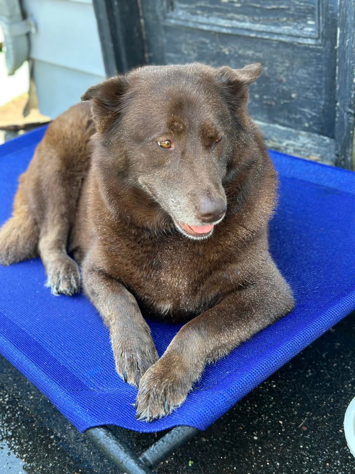 Coolaroo The Original Cooling Elevated Pet Bed, Medium, Brunswick Green customer photo 2
