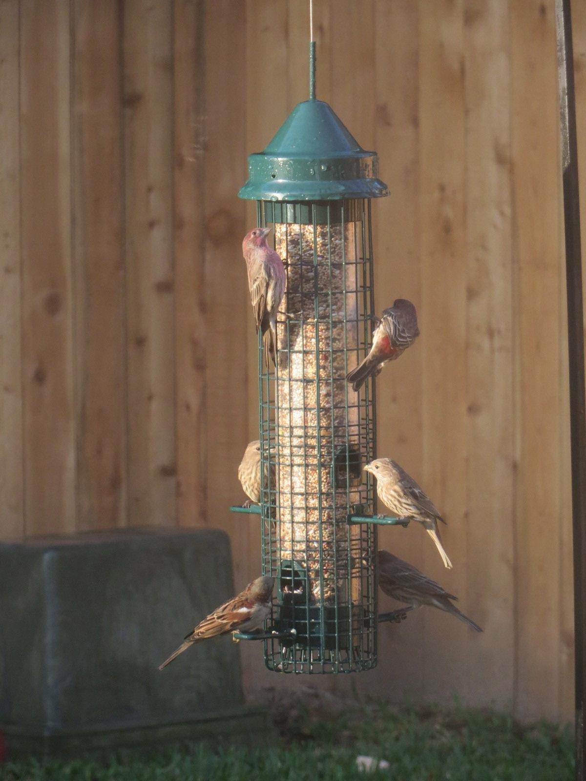 Squirrel Buster Classic Squirrel-proof Bird Feeder w/4 Feeding Ports, 2.4-pound Seed Capacity customer photo 2
