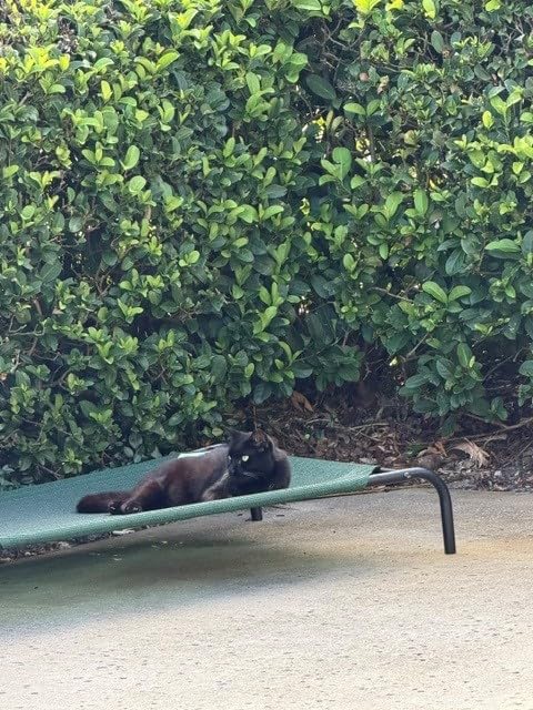 Gale Pacific Coolaroo The Original Cooling Elevated Dog Bed, Indoor and Outdoor, Large, Brunswick Green, 51.00