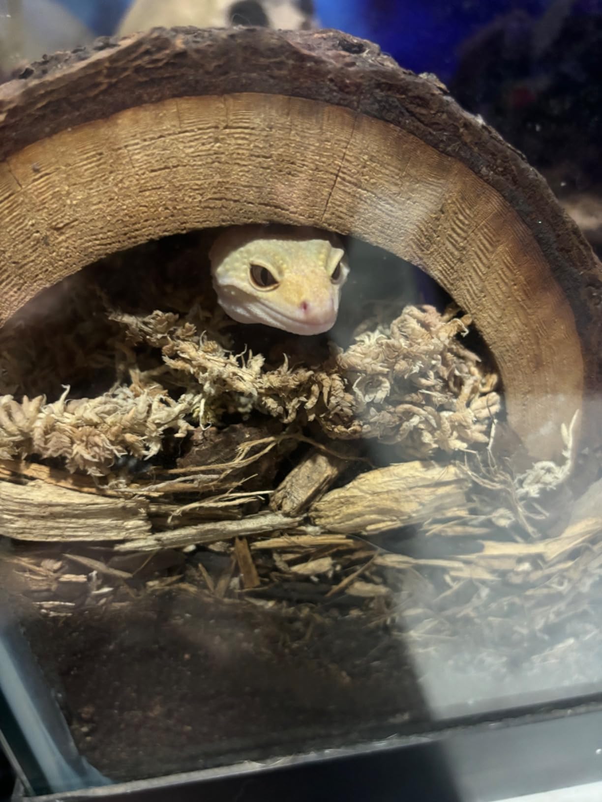 Zoo Med HydroBalls 2.5 lbs. customer photo 2