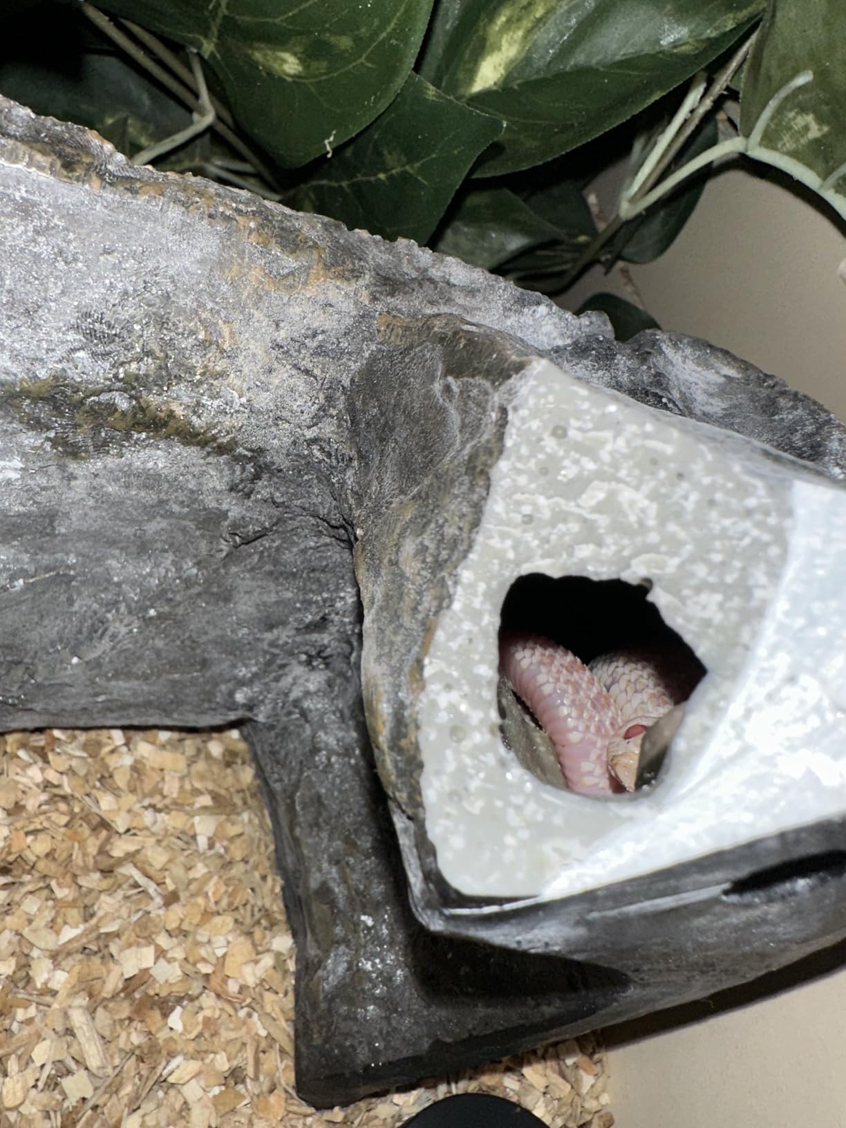 Zilla Shale Rock Den, Naturalistic Rock Decor, Perfect for Basking, Climbing, Hiding, Ideal for Aquatic or Terrestrial Reptile Habitats, Medium customer photo 1