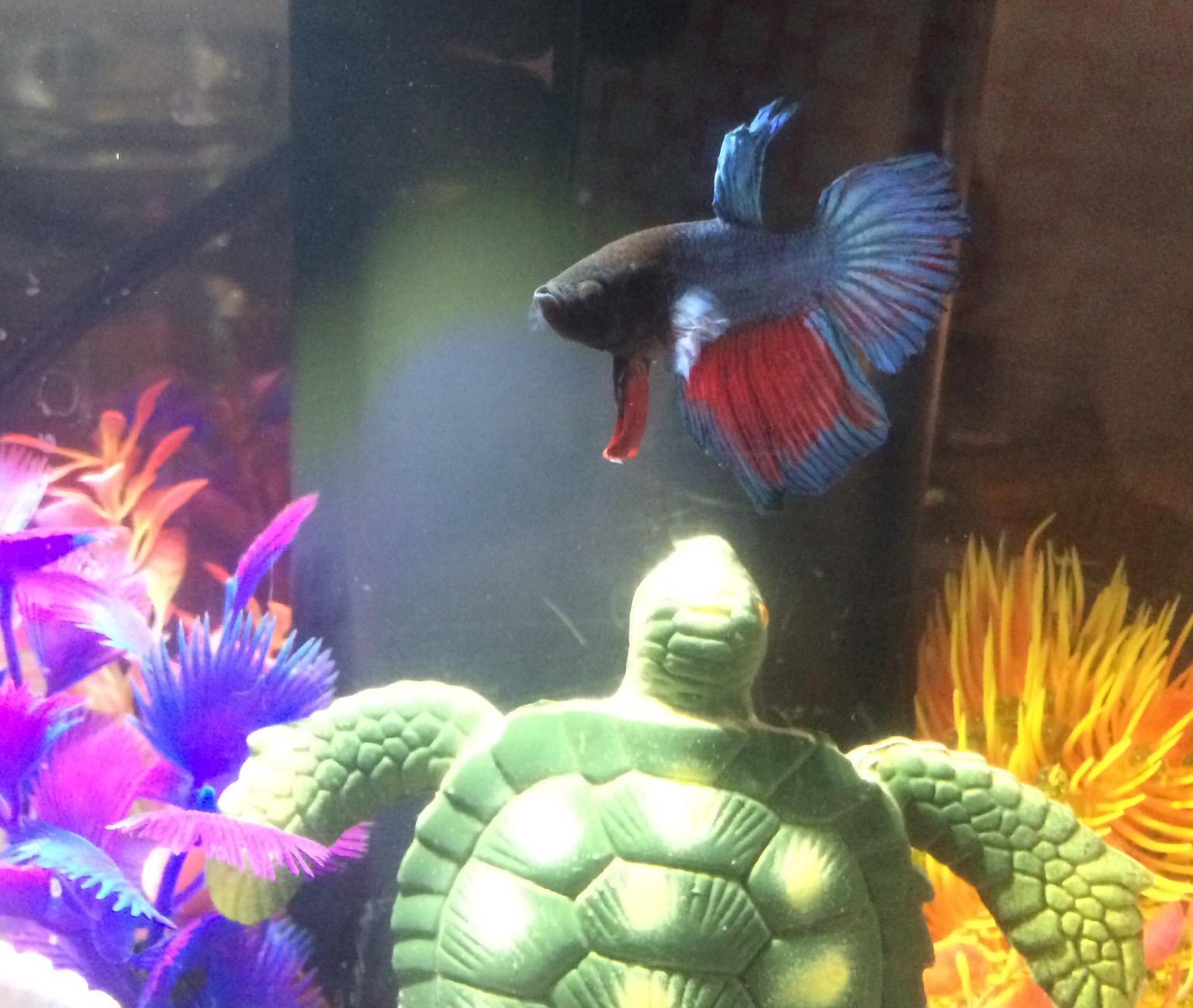 Ocean Nutrition Betta Pellets - Premium Betta Fish Food - 0.53 oz (15 g) | High Protein (41.5%), Natural Ingredients, Color Enhancer, No Water Clouding customer photo 2