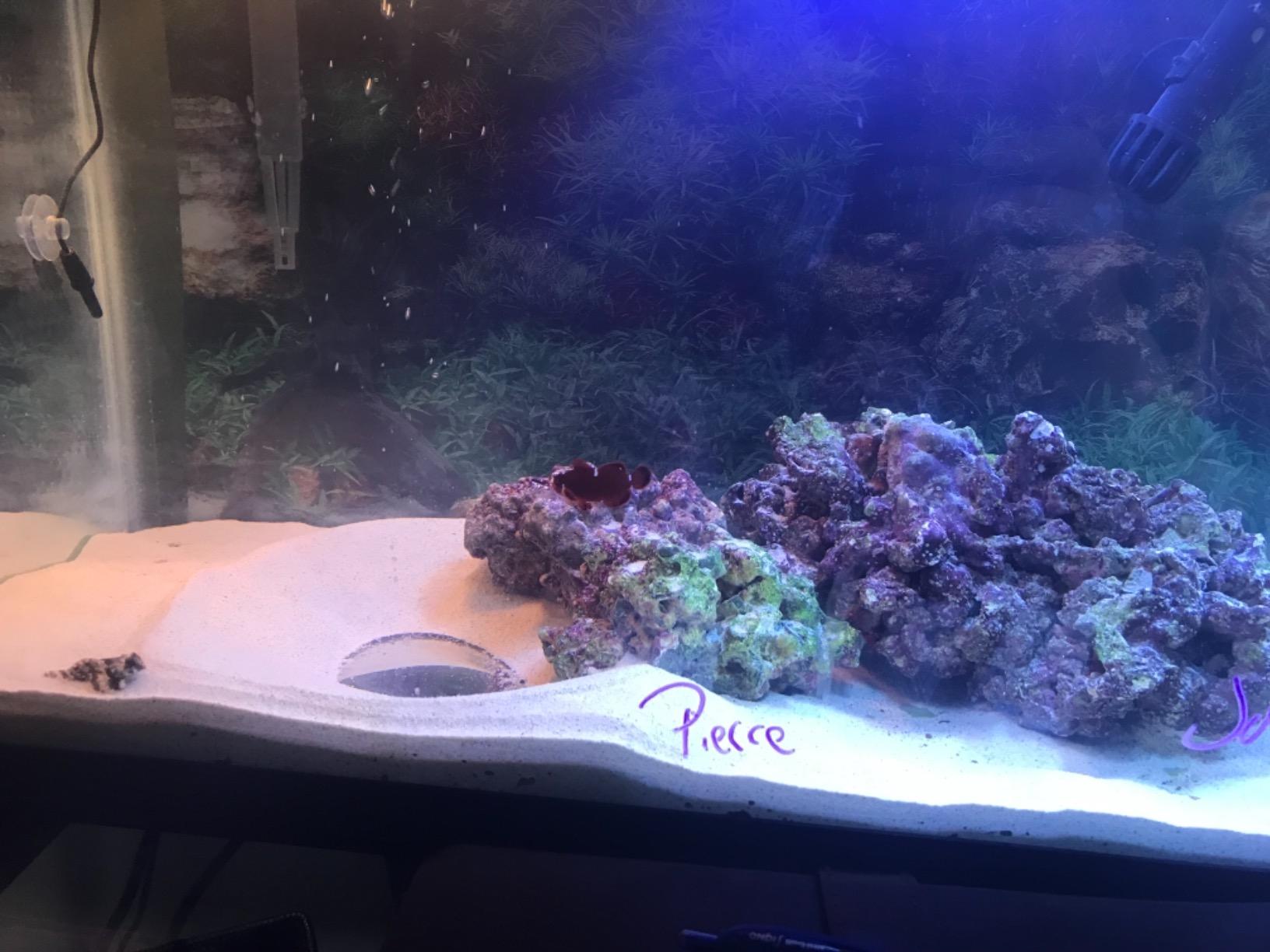 Caribsea Arag-Alive Bahamas Oolite Aquarium Sand, 10-Pound customer photo 1