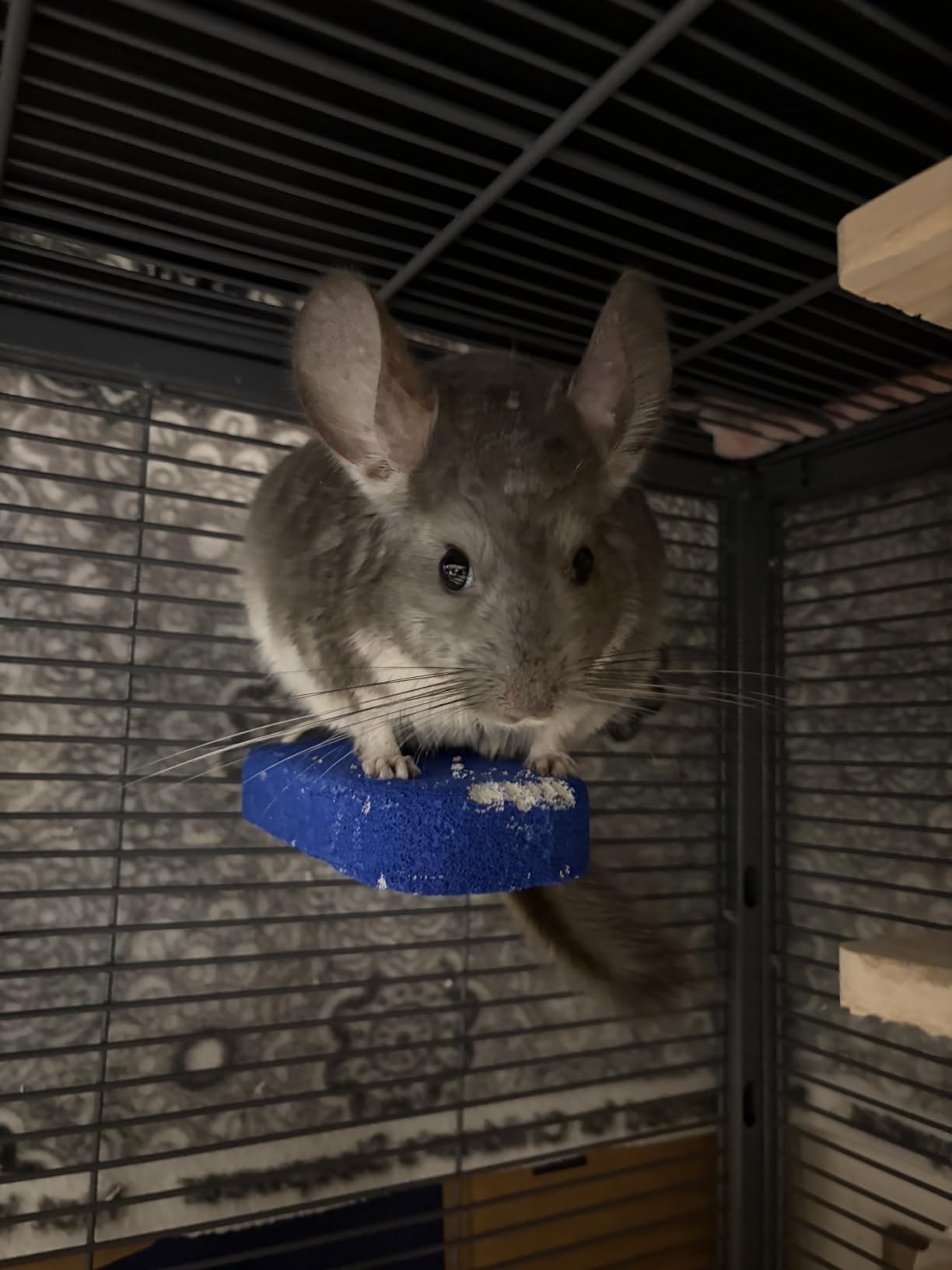 Kaytee Lava Ledge for Small Pet Wire Habitats | Active play. Pumice chinchilla cage accessories for jumping. Safe to chew, attaches to wire homes, chinchilla toys customer photo 2