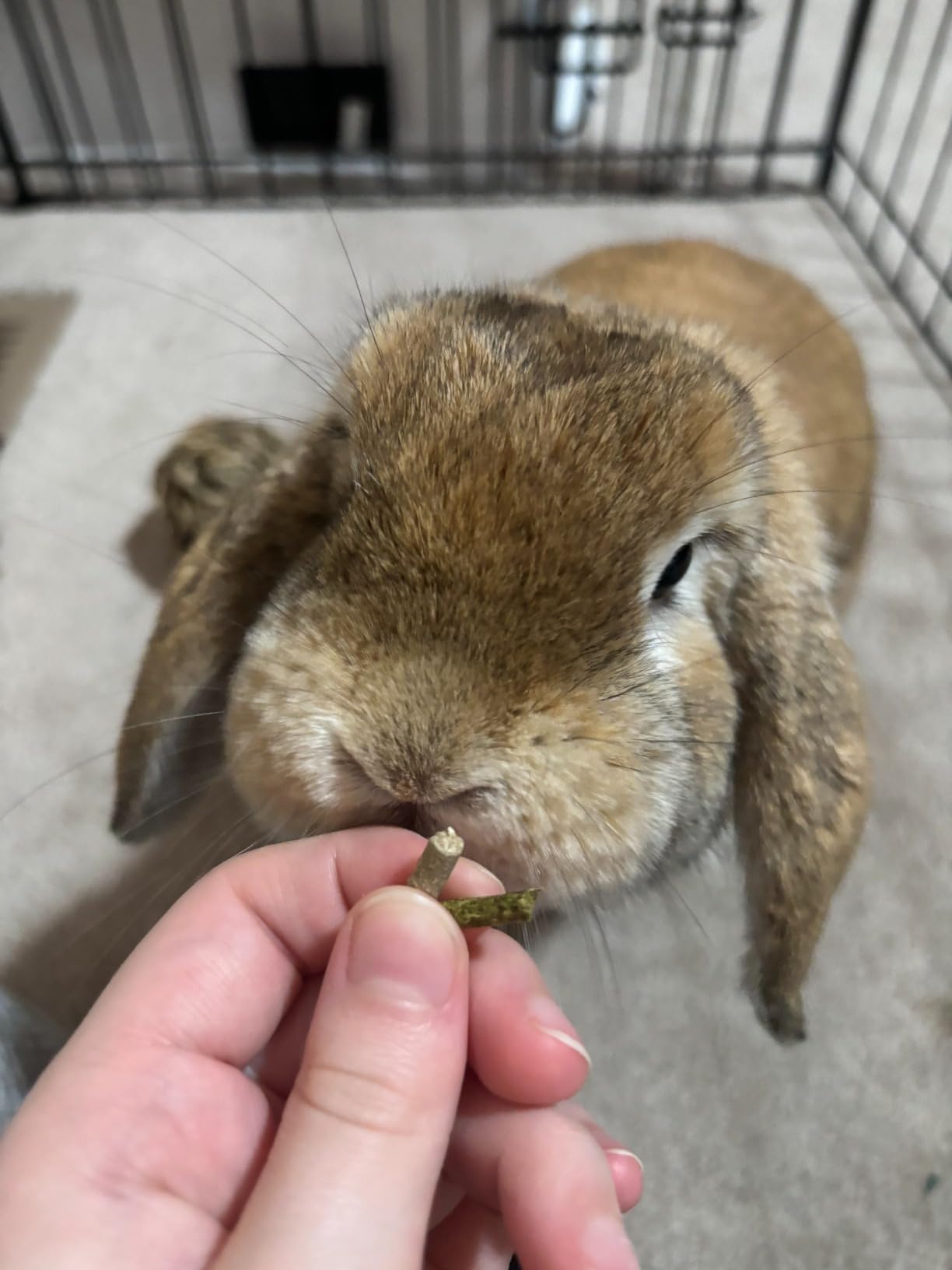 Oxbow Eco Straw Rabbit Litter Pellets, Bunny & Ferret Litter, USA, 20 lb | Wheat Straw Pellet Litter, Low Dust, Rabbits, Bunnies, Ferrets, Guinea Pigs, Cats, Odor Control, Scoopable, Highly Absorbent customer photo 1