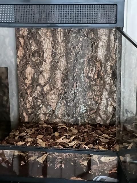 Zoo Med Natural Cork Tile Background, 18 x 24-Inch | Natural cork tile creates a realistic climbing background for terrariums customer photo 2