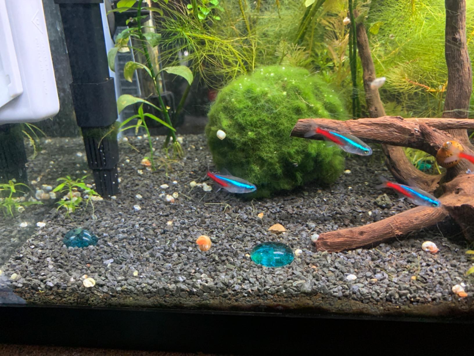 Seachem Flourite Black Clay Gravel - Stable Porous Natural Planted Aquarium Substrate customer photo 2