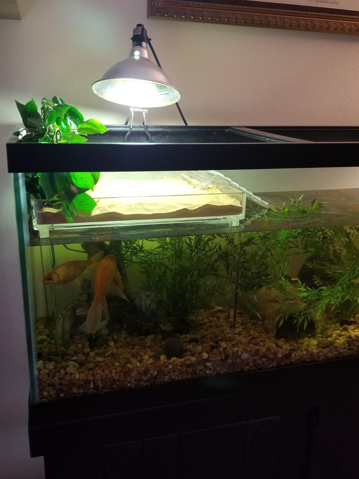 Exo Terra Riverbed Sand, 10-Pounds | Real Riverbed Sand with No Added Dyes or Chemicals customer photo 2