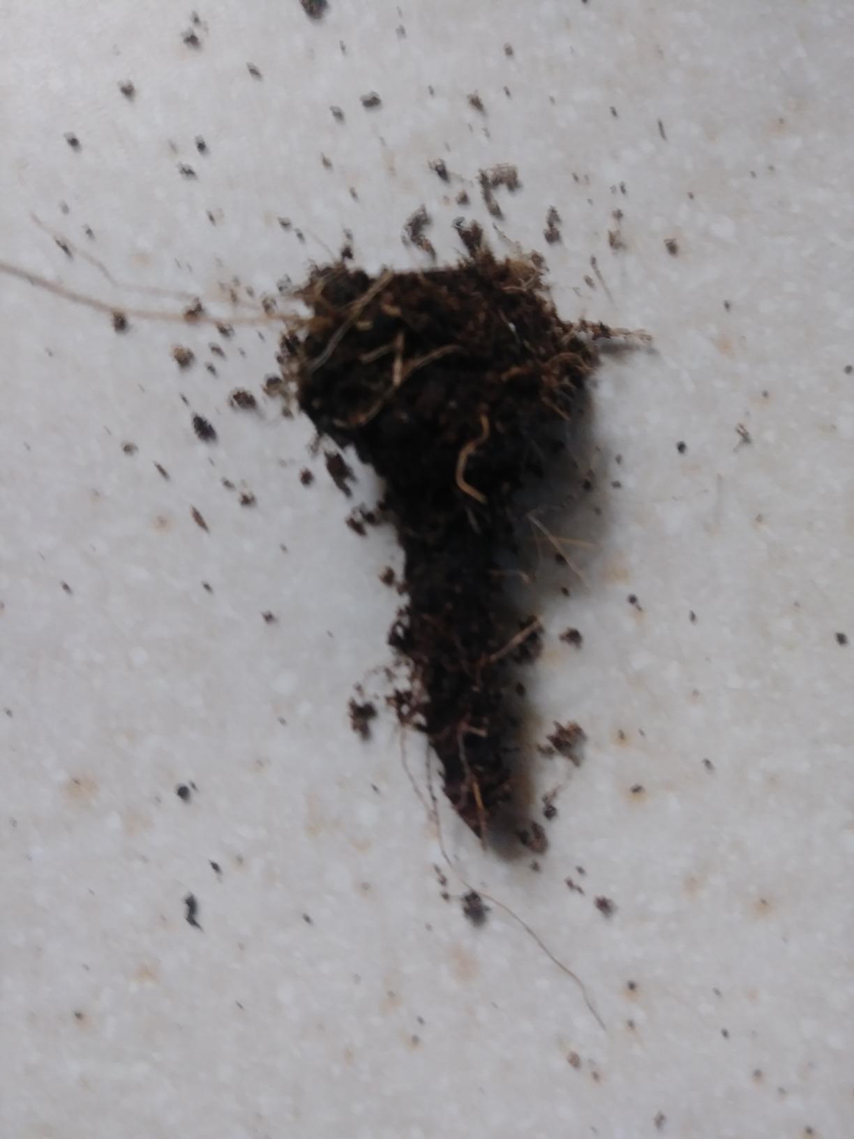 Exo Terra Plantation Soil, 8 Qt (8.8 L) customer photo 2