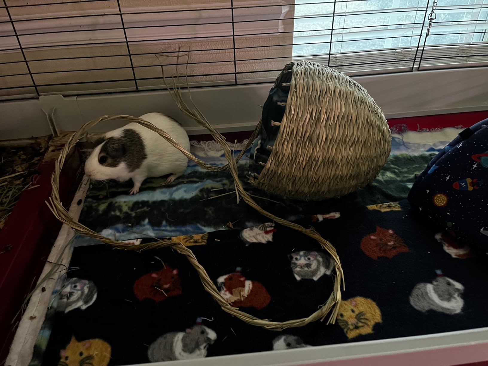 Oxbow Timothy Hay Bungalow, Guinea Pig Hideout & Rabbit House, Medium, Edible customer photo 2