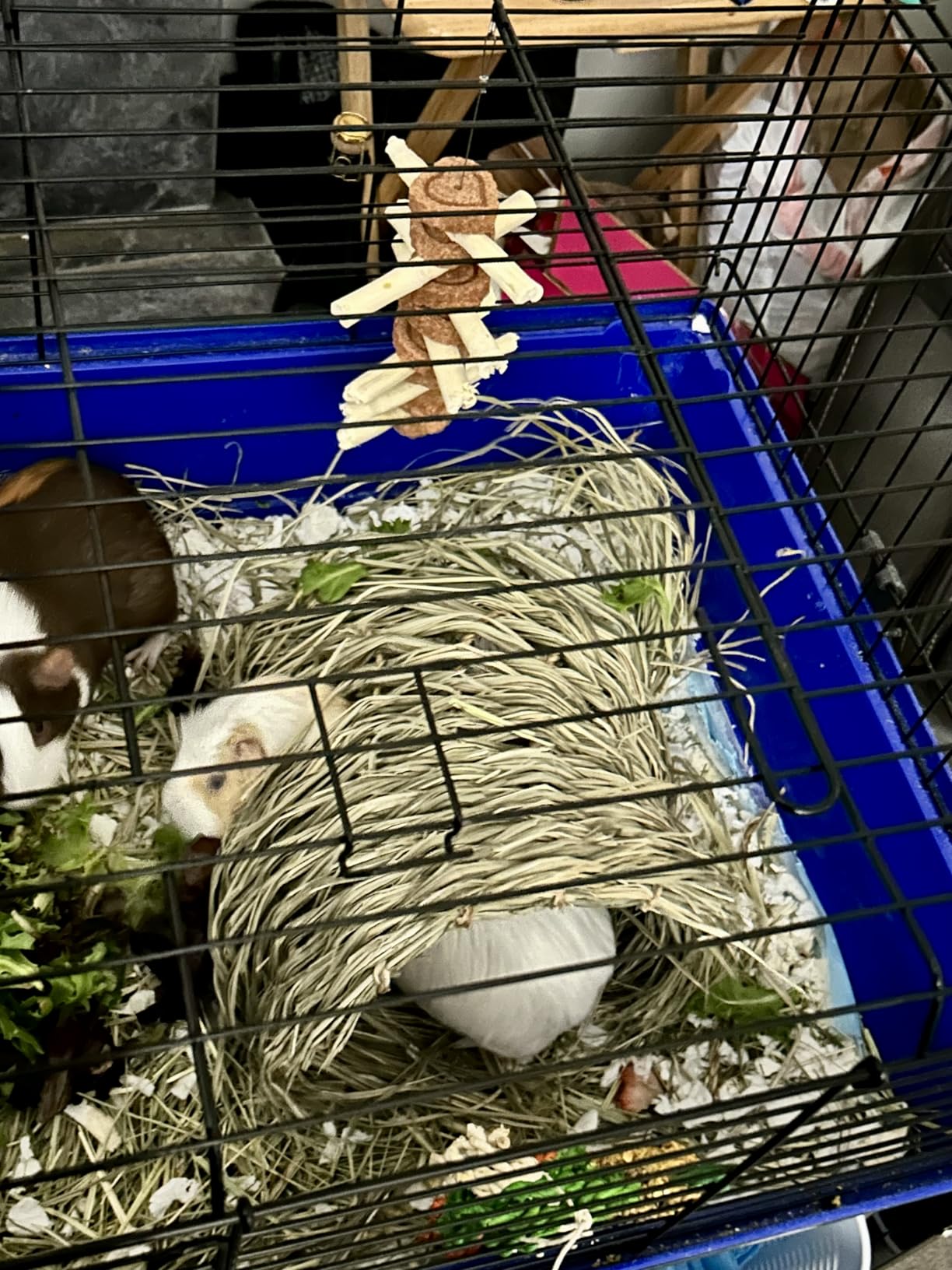 Oxbow Timothy Hay Tunnel, Guinea Pig Hideout, Rabbit & Bunny Tunnel, Edible | Guinea Pig Tunnel, Timothy Club, Timothy Hay, Rabbit Tunnel, Edible, Hand-Woven, Guinea Pig Enrichment, Rabbit Enrichment customer photo 1