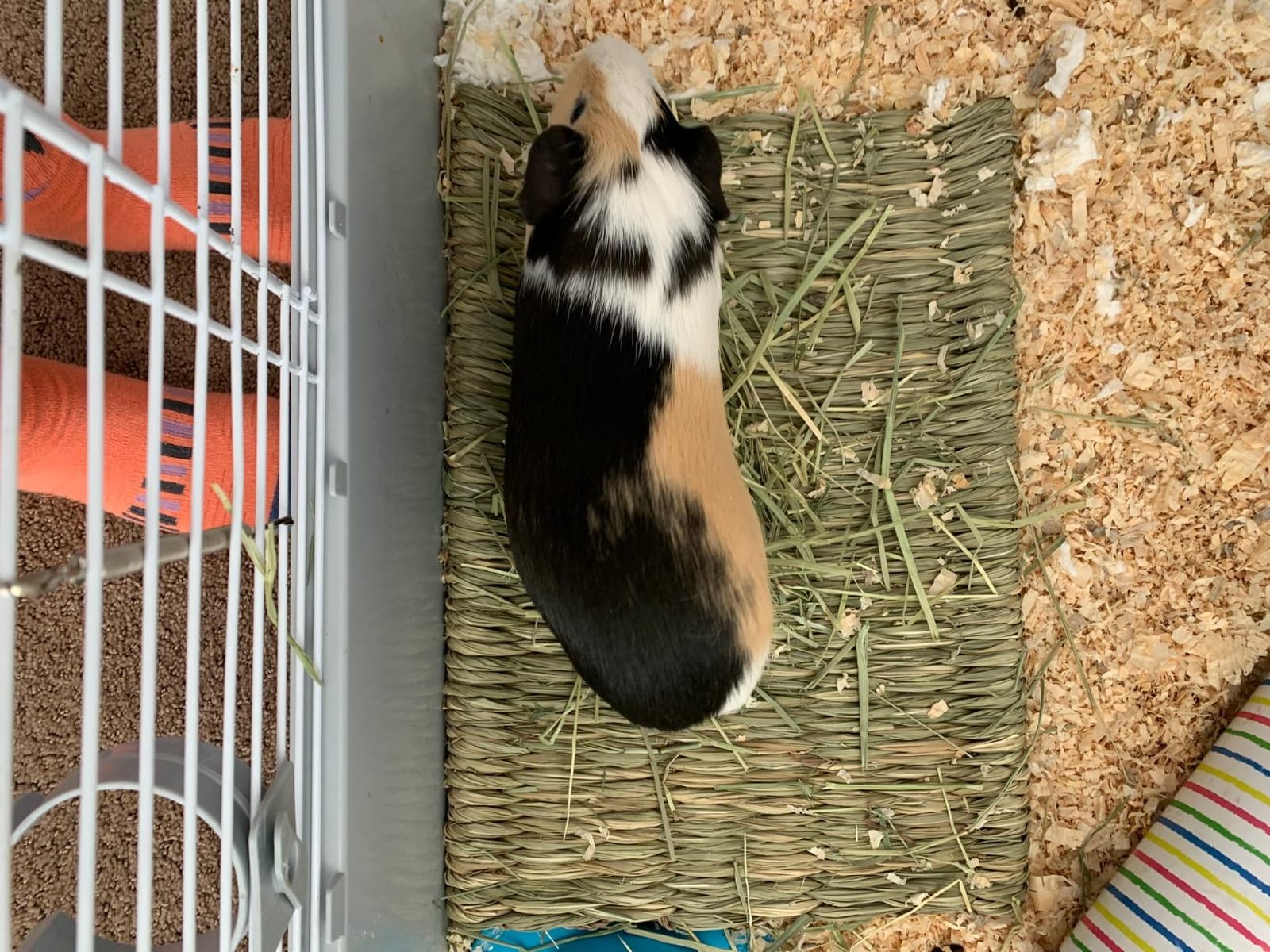 Oxbow Timothy Hay Tunnel, Guinea Pig Hideout, Rabbit & Bunny Tunnel, Edible | Guinea Pig Tunnel, Timothy Club, Timothy Hay, Rabbit Tunnel, Edible, Hand-Woven, Guinea Pig Enrichment, Rabbit Enrichment customer photo 2