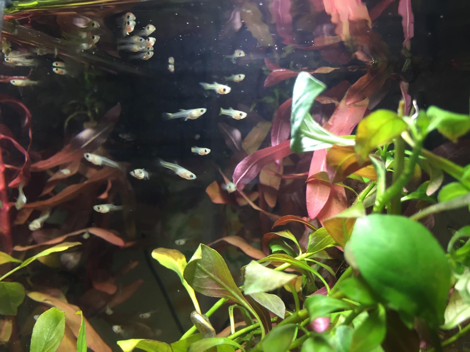 Hikari Tropical First Bites Fish Food, 0.35 oz (10g) customer photo 1