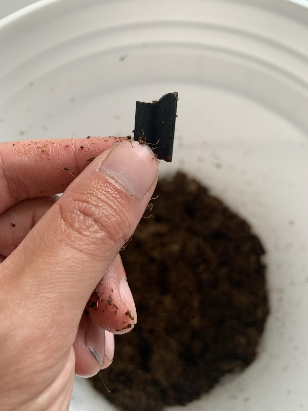 Zilla Coconut Husk Brick, Organic Bedding for Reptiles, Made with 100% Coconut Fiber, Ideal for Tropical Habitats and Egg Incubation customer photo 1