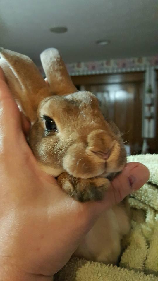 Oxbow Critical Care Herbivore, Rabbit & Guinea Pig, Apple Banana, 141 g customer photo 1