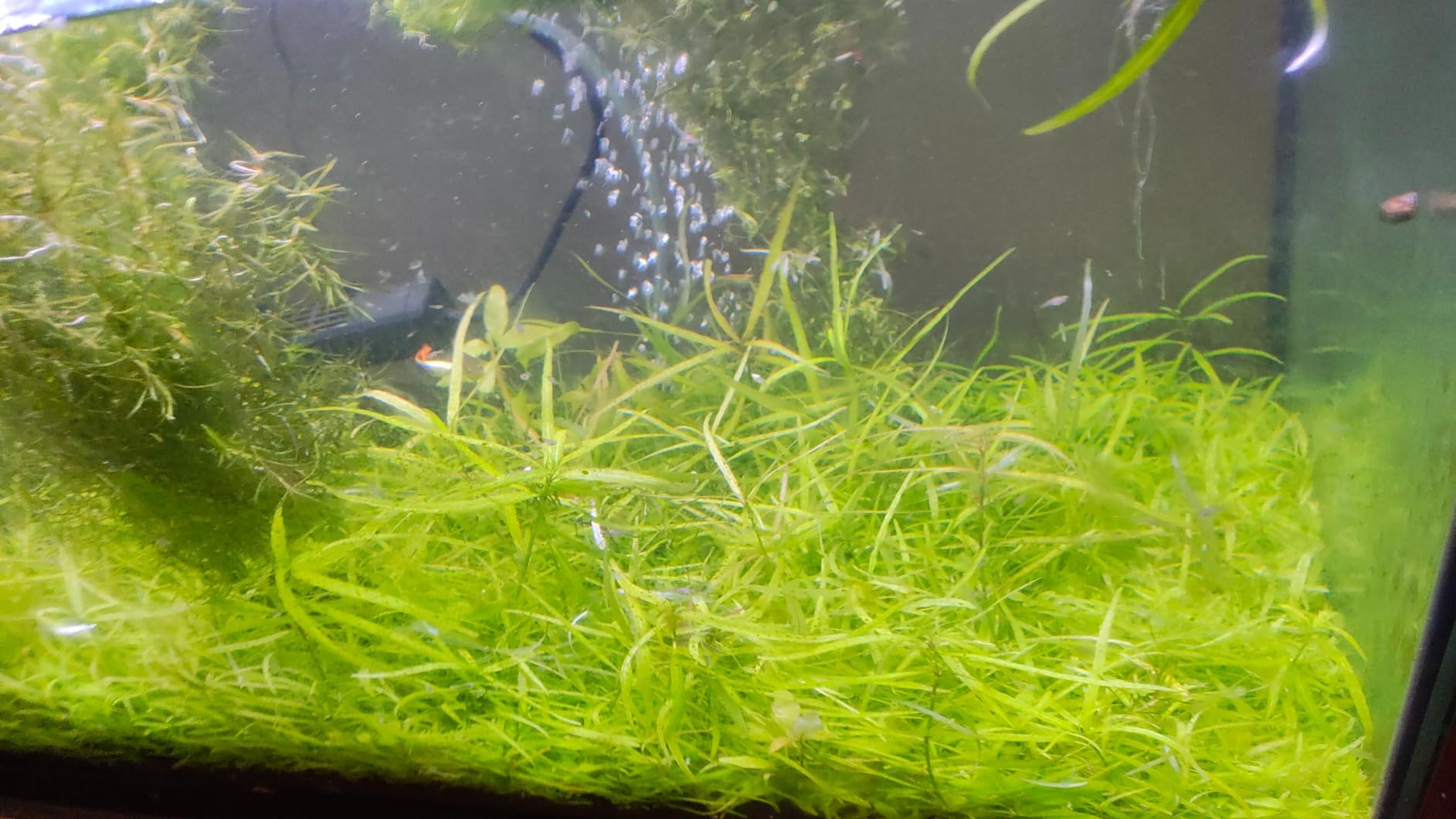 MICROBE-LIFT All in One Aquatic Plant Fertilizer, Increases Plant and Root Growth, Improves Coloring, 8 Fl Oz customer photo 1
