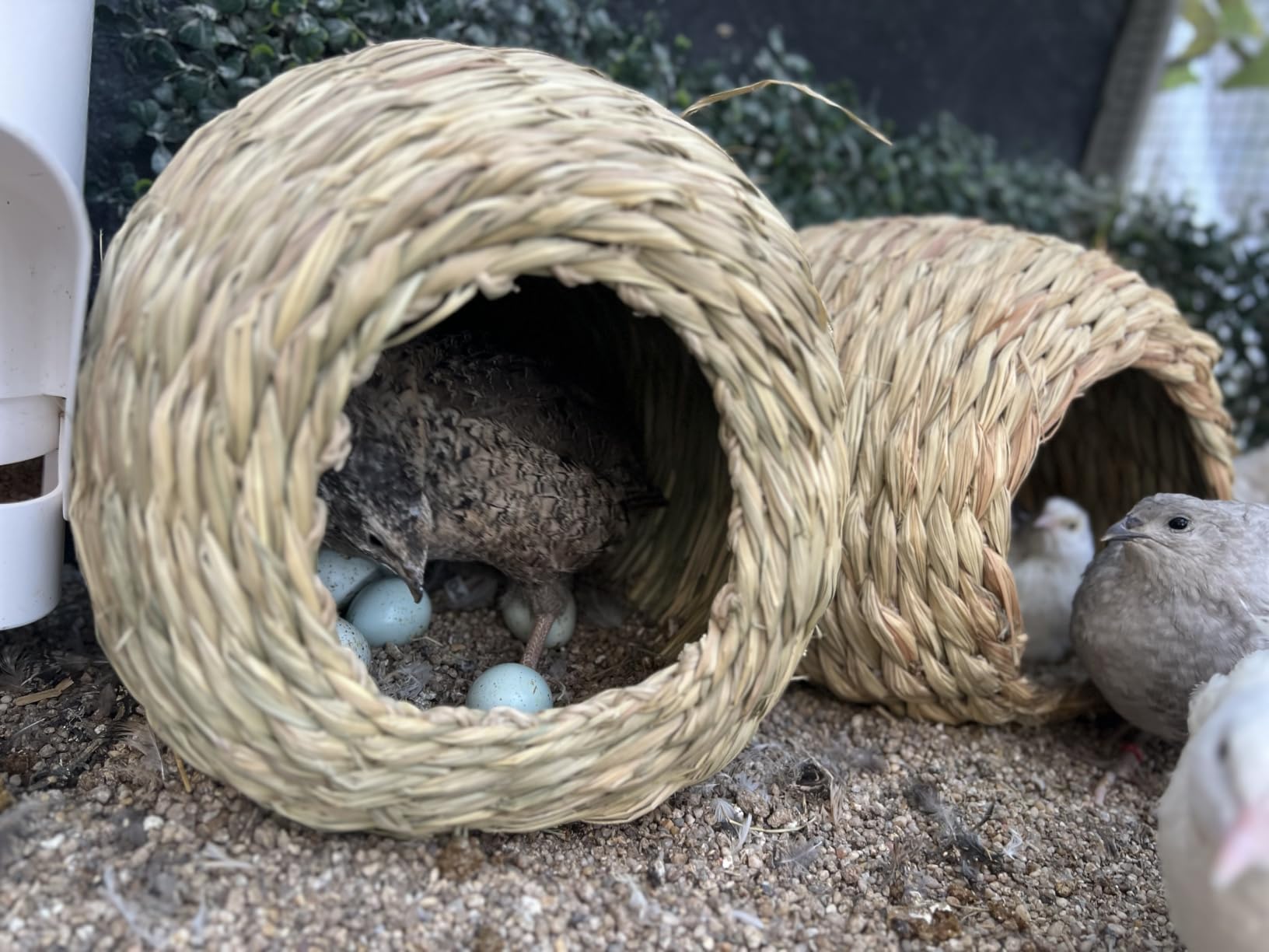 Oxbow Timothy Hay Bungalow, Guinea Pig Hideout & Rabbit House, Large | Bunny Hideout, Rabbit Hide, Guinea Pig House, Hand-Woven, Timothy Hay For Guinea Pigs, Chinchillas And Rats, Edible customer photo 2