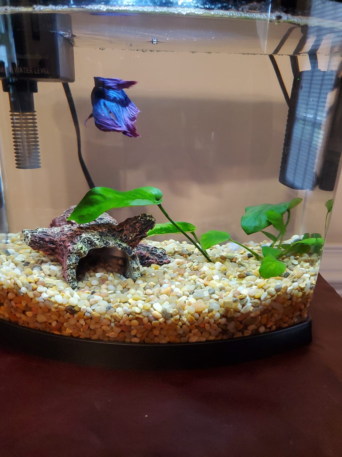 Spectrastone Shallow Creek Regular for Freshwater Aquariums, 5-Pound Bag customer photo 2