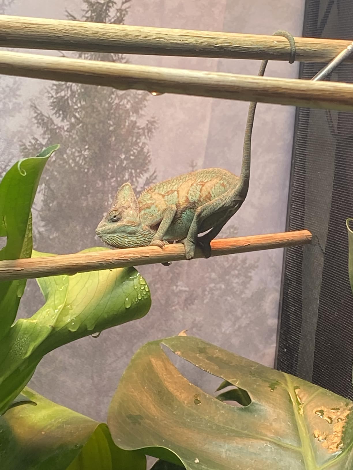 Zoo Med Reptibreeze Open Air Screen Cage 24x24x48 customer photo 2