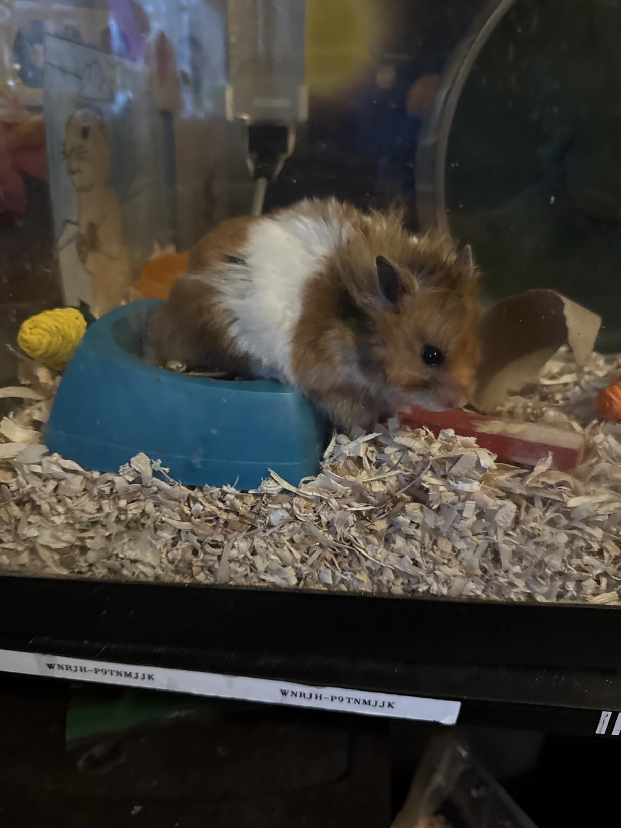 Kaytee Forti-Diet Pro Health Nourish+Protect Hamster Food & Gerbil Food | Digestive support for hamsters. A small animal food with superfoods. Prebiotics, probiotics, hamster food mix customer photo 1