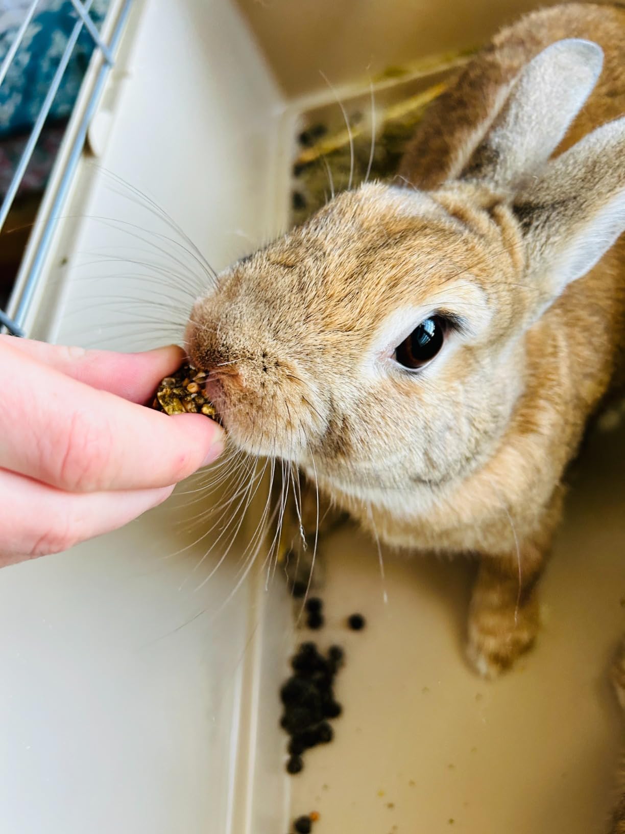 Kaytee Healthy Bits Treat for Rabbit, Guinea Pig, 4.5 Oz | Fun bonding bites. Rabbit treats for hand feeding. Crunchy bunny treats, nuts, fruit customer photo 1
