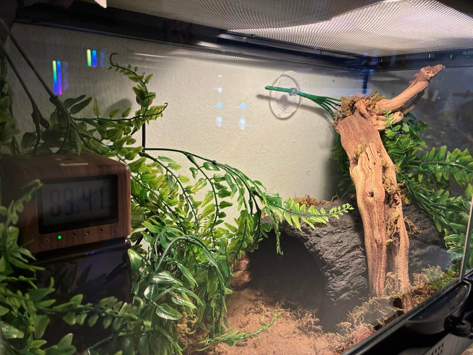 Exo Terra Forest Branch Small - Natural Wood Terrarium Decoration | For Reptiles, Amphibians & Small Pets customer photo 1